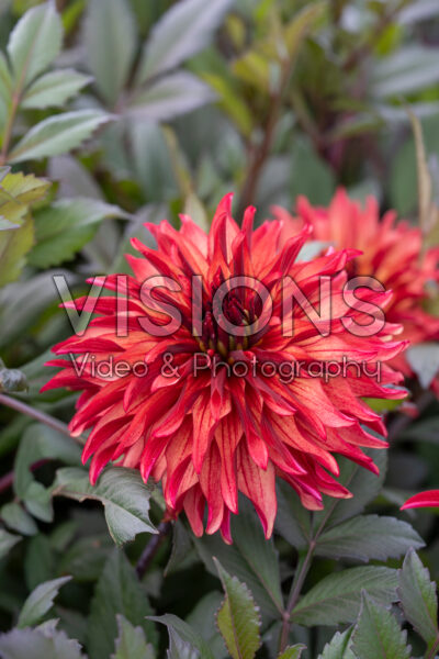 Dahlia Lins Inferno