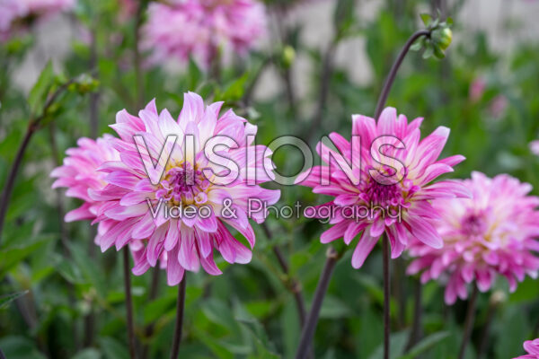 Dahlia Pink Umbrella