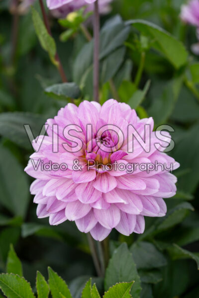 Dahlia Frederikke Dahlia Frederikke