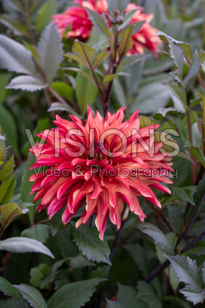 Dahlia Lins Inferno