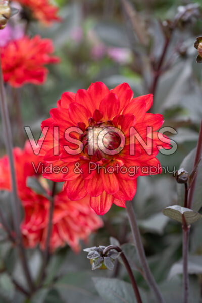 Dahlia Jacobina