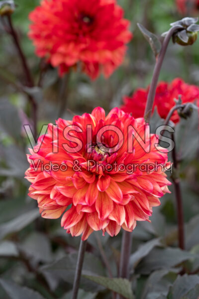 Dahlia Jacobina