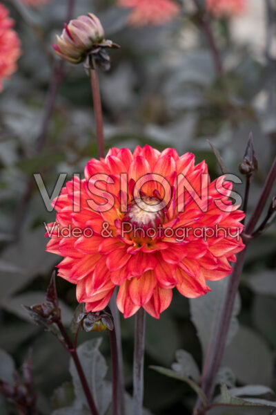 Dahlia Jacobina
