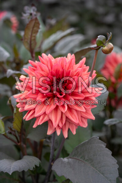 Dahlia Emma's Hug