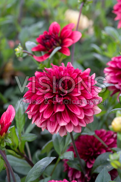 Dahlia My Spirit