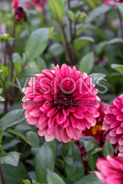 Dahlia My Spirit