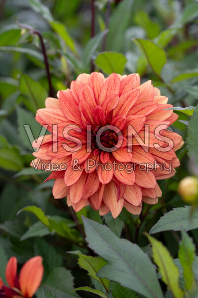 Dahlia Ember Idylle Dahlia Ember Idylle