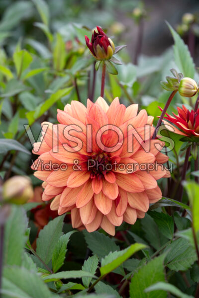 Dahlia Ember Idylle Dahlia Ember Idylle