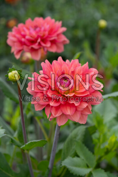 Dahlia Salmon Idylle