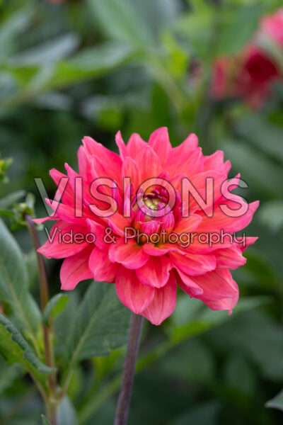 Dahlia Salmon Idylle