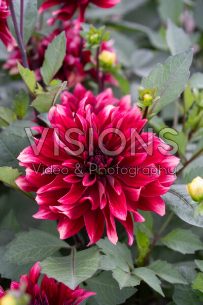 Dahlia Cherry Cream Idylle Dahlia Cherry Cream Idylle