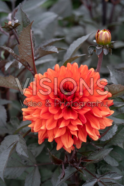 Dahlia SR 12