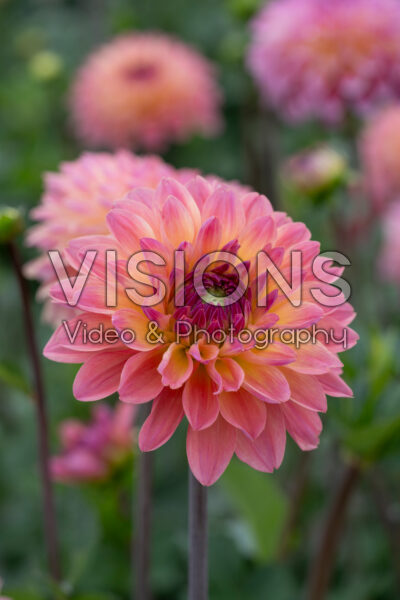 Dahlia Big Jump Dahlia Big Jump