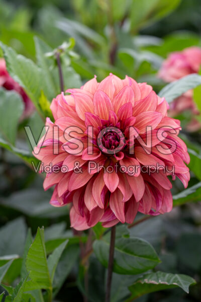 Dahlia Prince Charming