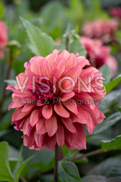 Dahlia Prince Charming Dahlia Prince Charming