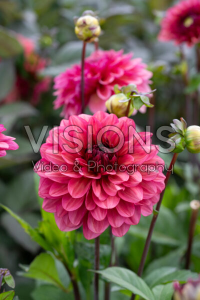 Dahlia Night Whisper