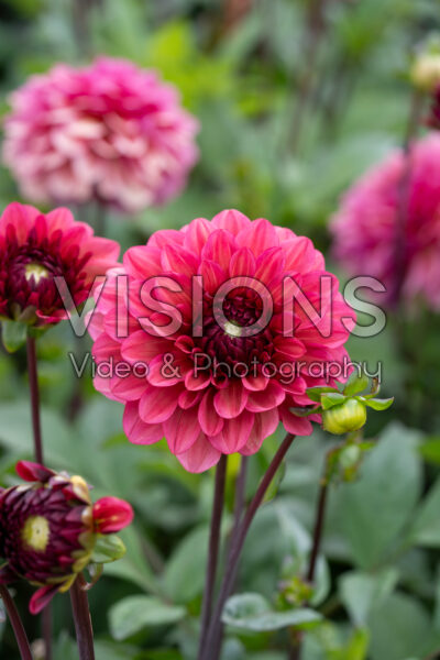 Dahlia PK 107 Dahlia PK 107