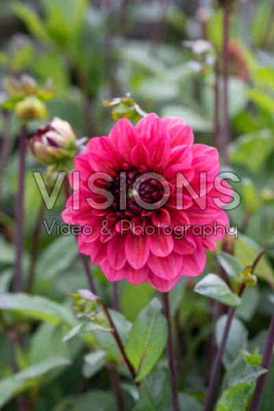 Dahlia Night Whisper Dahlia Night Whisper