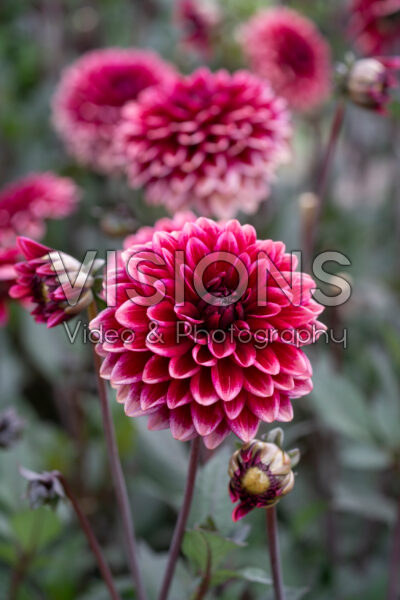 Dahlia Vintage Blush