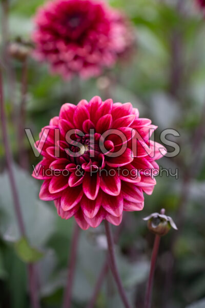Dahlia Vintage Blush