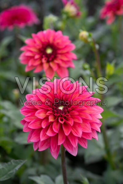 Dahlia Vera Dahlia Vera