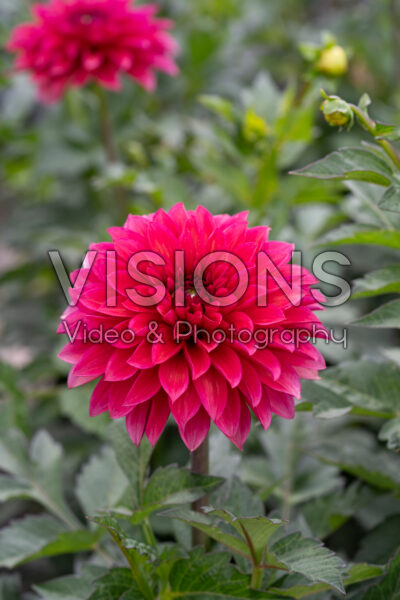 Dahlia Vera