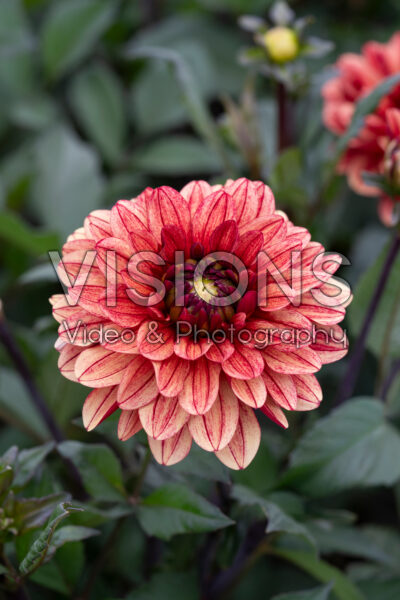 Dahlia Sofias Pyjamas Dahlia Sofias Pyjamas