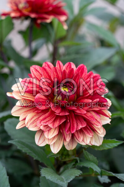 Dahlia Sofias Pyjamas Dahlia Sofias Pyjamas