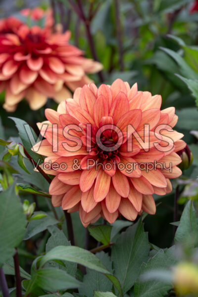 Dahlia Honeypot
