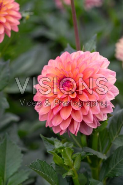 Dahlia Hello You Dahlia Hello You