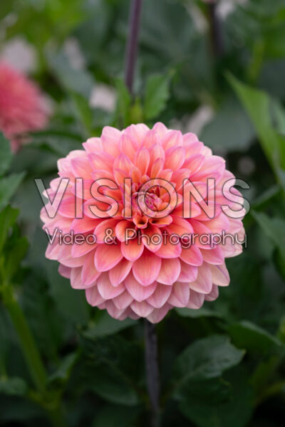 Dahlia Hello You