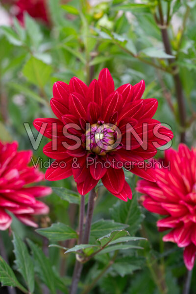 Dahlia BB8 Dahlia BB8