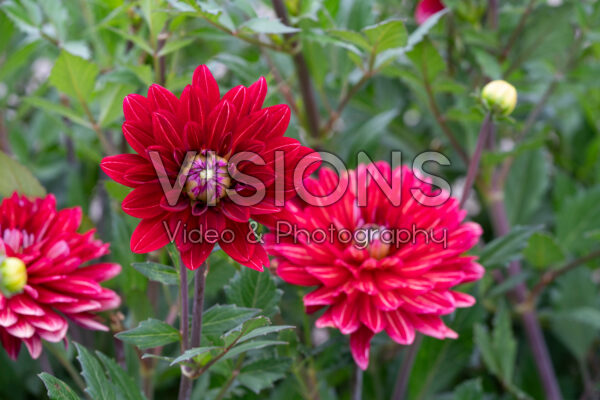 Dahlia BB8