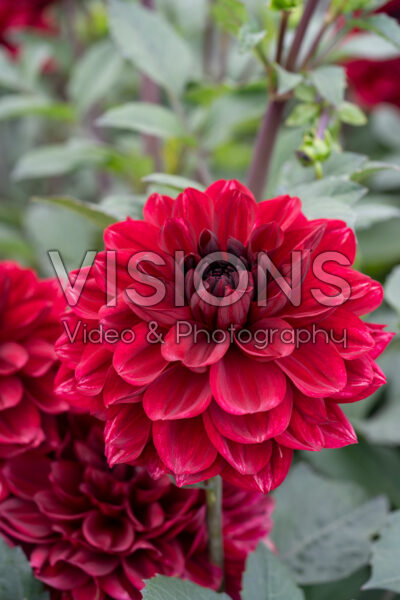 Dahlia Love Lady Dahlia Love Lady
