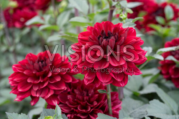 Dahlia Love Lady Dahlia Love Lady