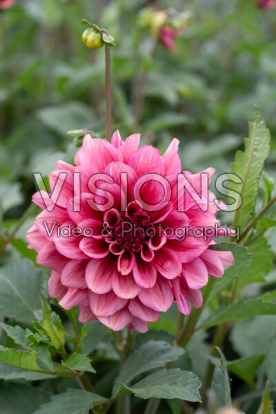 Dahlia Dusty Orange Dahlia Dusty Orange
