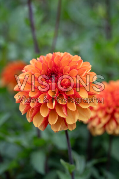 Dahlia American Sunset