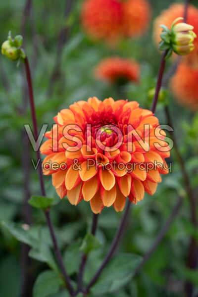 Dahlia American Sunset