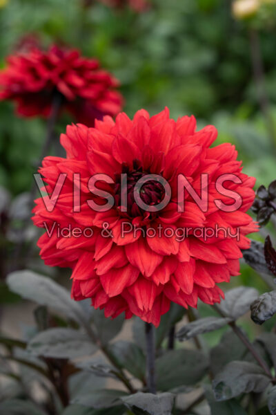 Dahlia Ruby Harts Dahlia Ruby Harts