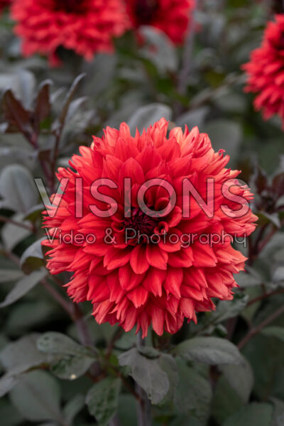 Dahlia Ruby Harts