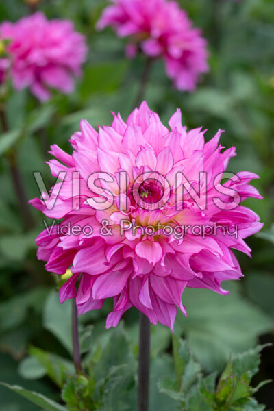 Dahlia Liz Dahlia Liz