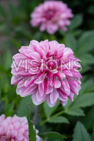 Dahlia Crayon Idylle