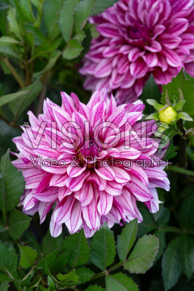 Dahlia Miya Dahlia Miya