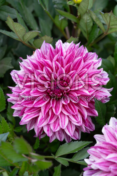 Dahlia Miya