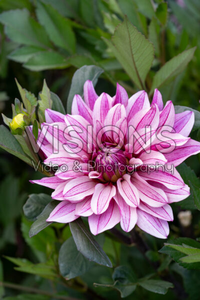 Dahlia Miya