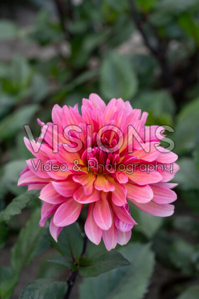 Dahlia PK 19 Dahlia PK 19