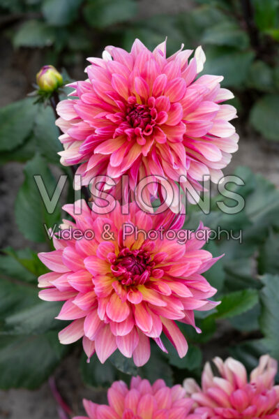 Dahlia PK 19