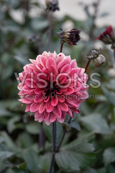 Dahlia Night Silence Dahlia Night Silence