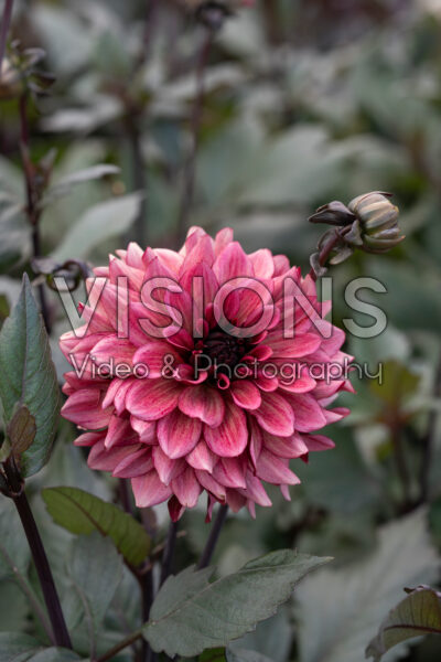 Dahlia Night Silence Dahlia Night Silence