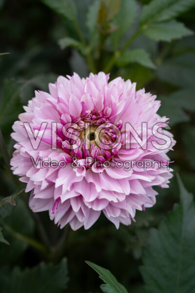 Dahlia Soft Lavender Idylle Dahlia Soft Lavender Idylle